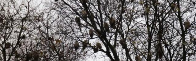 Živi ukrasi na stablima: Svi se iznenadili koliko ih je