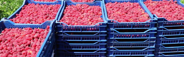 Srpska malina uskoro sa oznakom porekla, da li će joj to podići cenu?