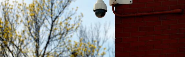 Kakav snimak! Mislili smo da su nestali, a sada ih ima PET: Evo šta je videonadzor zabeležio na jugu Srbije