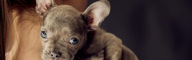 Sve više francuskih buldoga u azilima: Zašto ove skupocene male pse vlasnici sve češće napuštaju?