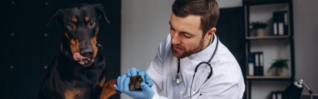 Posledice neuroloških problema kod pasa: OVE RASE najugroženije, ne zanemarite sledeće SIMPTOME