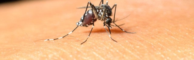 HITNO kod lekara: Virus Zapadnog Nila u Beogradu