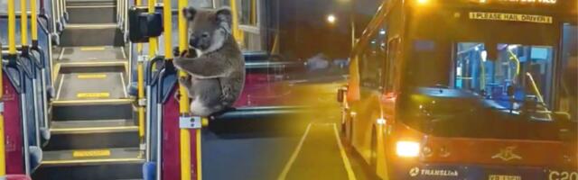 Neobičan putnik u Brizbejnu: Vozač zaustavio autobus, uzeo OVAJ PREDMET i spasao koalu sigurne smrti