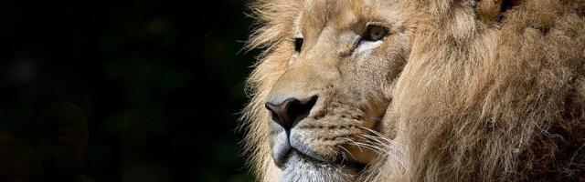 Analiza fosilnih uzoraka pokazala: U starom Japanu su živeli lavovi