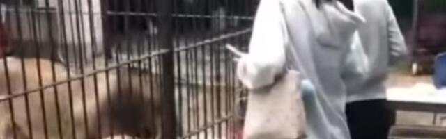 Strava i užas! Lavica umalo rastrgla dete (VIDEO)