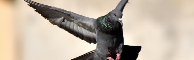 Kako da zaštitite terasu od golubova?