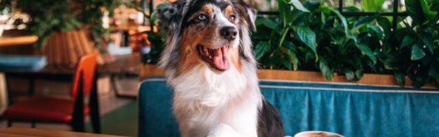 10 namirnica psi NIKAKO ne smeju da jedu! Čokolada može i da ih ubije