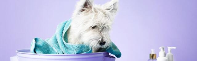 Ovo nemojte nikad raditi dok kupate ljubimca: Kako da izbegnete "vruće tačke" i "žarišta"