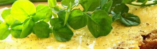 ČISTI KRV I ČUVA SRCE, A SRBI BEŽE OD NJE KAO "ĐAVO OD KRSTA"! Ispred nosa nam je, jeftina i NAJZDRAVIJA BILJKA