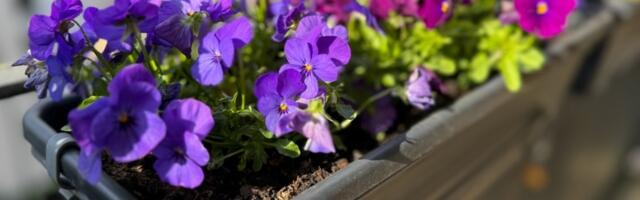 Ljubičice su vam DEPRESIVNE? Podmladite ih vrhunskim trikom