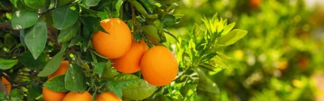 Građani bili pozvani da BESPLATNO oberu mandarine: Ono što se desilo niko nije očekivao