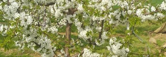 Poljoprivreda: Formiranje piramidalnog uzgojnog oblika krune kod trešnje