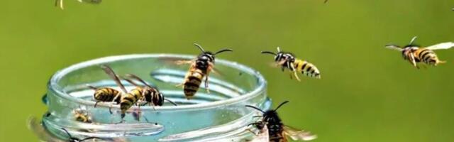 Ose vam kvare izlet? Jedan trik sa hranom rešava sve!