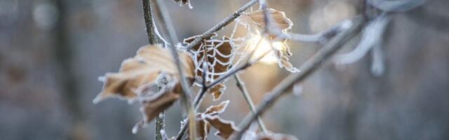 Poslednja nedelja 2025. uz ledena jutra, ali bez snega