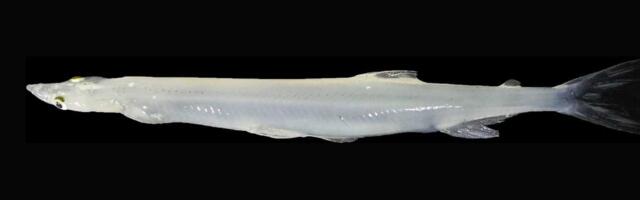 Dve belokrvne ribe – dve putanje gubitka funkcije crvenih krvnih zrnaca