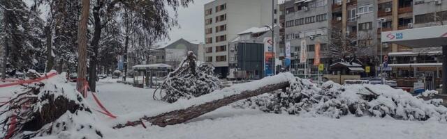 „Hrast su mogli da unesu u Skupštinu grada umesto badnjaka“: Led i mraz poobarali četinare u kragujevačkom Velikom parku (FOTO)