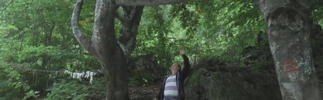 Stoletne bukve spojene trećom čine magiju! Veruje se da donose sreću u ljubavi ako uradite ovo