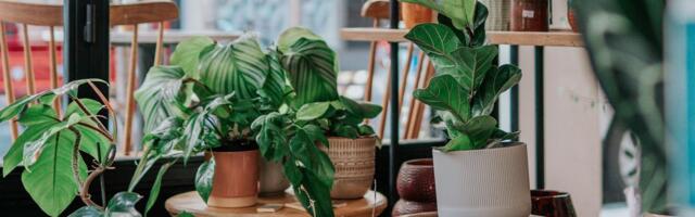 Ovih 5 biljaka nikada ne sadite u saksije: Stručnjaci upozoravaju na grešku koju mnogi prave