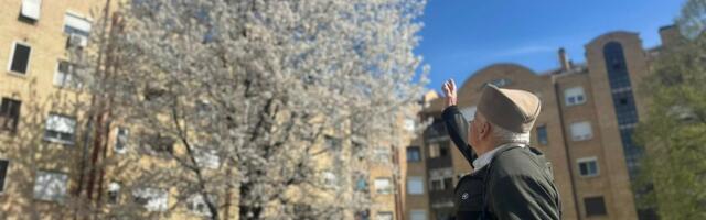 Mirko iz Čačka posadio drvo pre 33 godine: Sada ponosno stoji ispred gorostasa