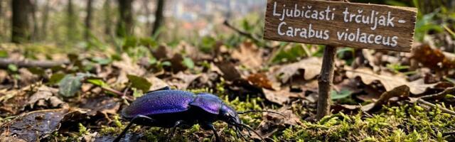 Na istoku Srbije otkriven veliki ljubičasti trčuljak, retka i atraktivna vrsta prvi put zabeležena u Srbiji