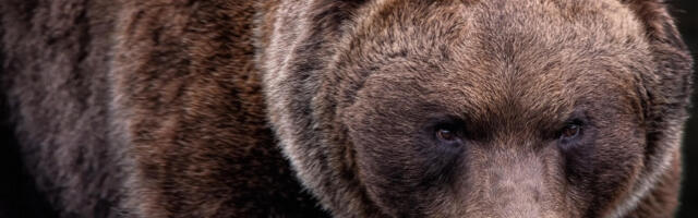 Гризли напао групу ђака, 11 повређених – двоје у критичном стању