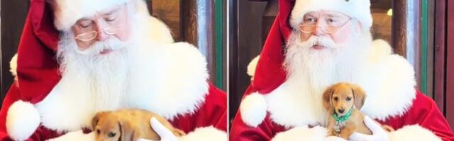 Minijaturni jazavičar ukrao svu pažnju: Kevin upoznao Deda Mraza i raznežio internet (VIDEO)