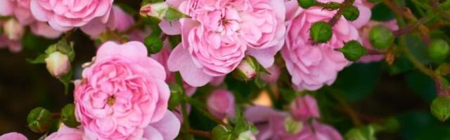 Ruže kao iz najlepših kataloga: U februaru pospite oko njih ovaj prah i cvetaće neprestano sve do JESENI