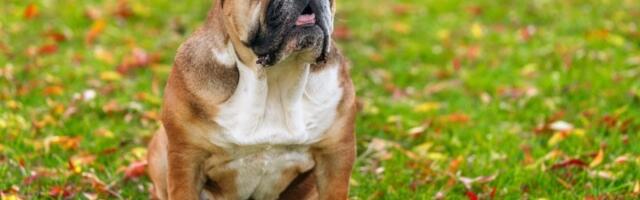 10 rasa pasa sa NAJKRAĆIM ŽIVOTNIM VEKOM: Jedna ne doživi ni 5 GODINA