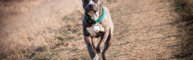 HOROR U KNJAŽEVCU! Pitbul izleteo na ulicu i UBIO PSA, vlasnik pokušao da ga odbrani, pa krvoločna životinja NAPALA i njega!
