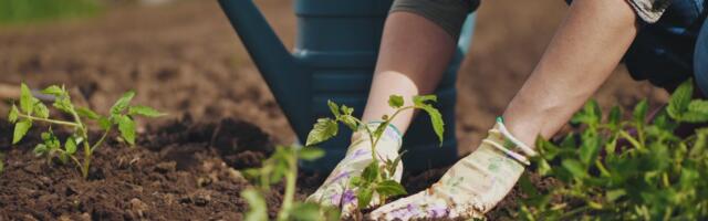 Tatjana iz Kovačice cvećem vlada već 30 godina: O njenim rajskim baštama priča cela Srbija