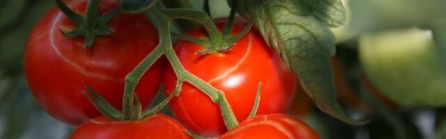 Paradajz vam puca čim padne kiša? Evo šta treba odmah da URADITE