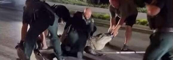 Policajci se rvali sa gigantskim aligatorom: Kapitalac dug 4,3 metra se isprečio nasred puta (VIDEO)