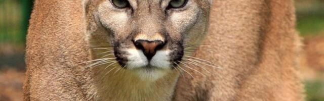 Pume u Patagoniji počele su da jedu pingvine — ali se sad ponašaju neobično