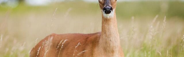VIDEO: Spasioci sa Žabljaka izvukli srnu zarobljenu u ledu Zminičkog jezera