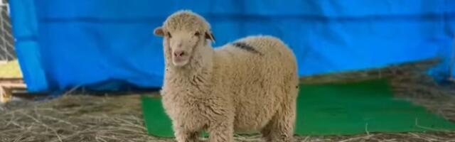 VIDEO: Prva genetski modifikovana ovca u Indiji napunila godinu dana