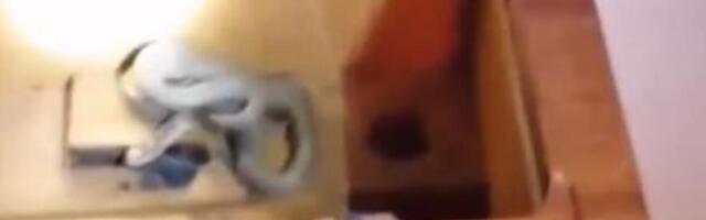 VLADICA OTVORIO STARU ŠIVAĆU MAŠINU, A U NJOJ ZMIJA! Izvukao NOVOG JEZIVOG GMIZAVCA, gledajte ŠTA JE URADIO SA NJIM