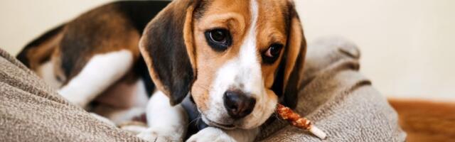 Povijen stav, ukočen hod, izbegavanje stepenica: Šta sve može ukazati na to da psa mnogo BOLE LEĐA