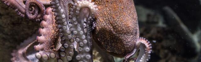 Koliko se muški oktopodi trude da zaštite krak koji im je potreban za parenje
