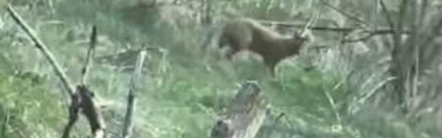 U SELU SEVCE SE POJAVILA DIVLJA ZVER KOJU NIKO NIKADA NIJE VIDEO! Snimljena je, ni lovci ne razumeju OTKUD TU!