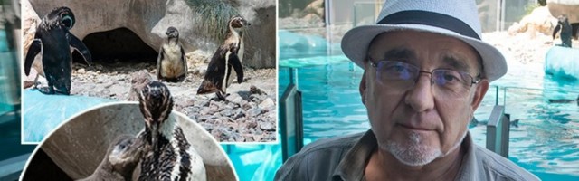 MANE I ZONA DOBILI PRINOVU: Slavlje u beogradskom Zoo vrtu, rođen prvi pingvin u Srbiji