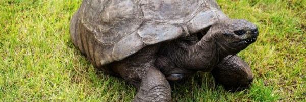 Najstarije životinje koje su ikada živele