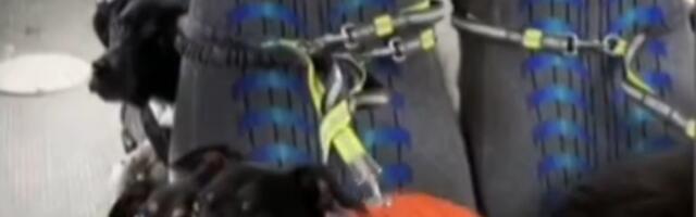 Pseći autobus: Ukrcavanje i pravac provod (VIDEO)