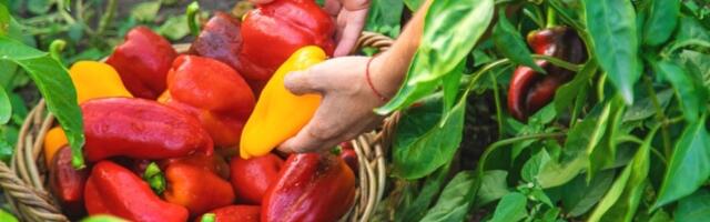 Ako želite nikad veći rod paprike ovog leta, pored nje posadite ovu biljku