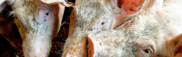 Почео свињокољ уз строге мере због афричке куге