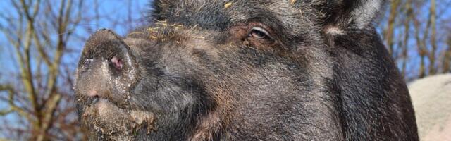 Divlje svinje preplivale more i naselile jadransko ostrvo: Meštani u Hrvatskoj zabeležili neverovatan prizor