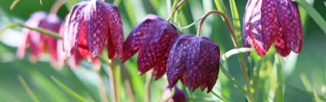 Za ovaj cvet sigurno NISTE ČULI: Izgleda kao da je nacrtan, a daje karakter vašem vrtu