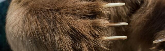 Operacija "Medveđa šapa": Otkrivena grupa koja je na neverovatan način pokušala da prevari osiguravajuće kuće