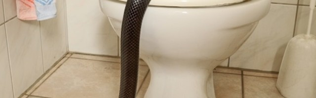 Misteriozno su mu nestale tri mačke, a kada je shvatio šta se krije iza njegove kuće umalo nije umro