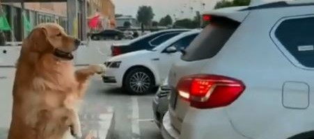 Da li je ovo najsimpatičniji „parking senzor“ koji ste ikada videli? (VIDEO)