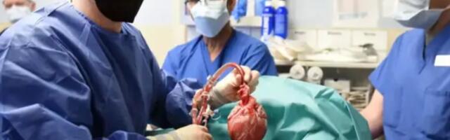 Uspešno izvršena prva transplantacija srca iz svinje u čoveka